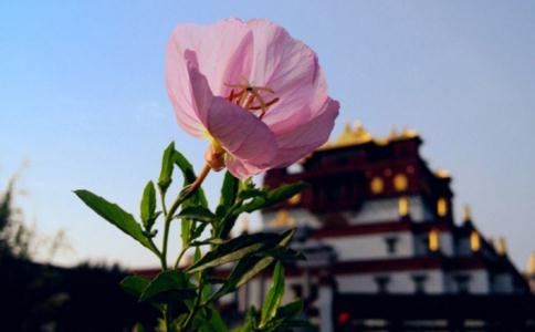 茉莉花店铺摆放风水,会不会影响生意兴旺？