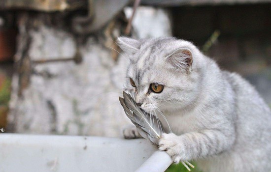 猫黄疸临死的症状 猫得黄疸什么症状