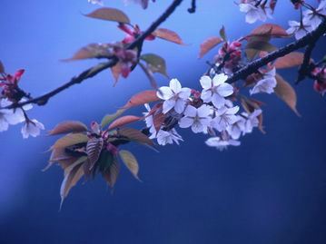 芒种节气的含义，丰收的节气